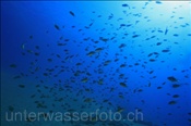 Ein Schwarm mit Atlantischen Mönchsfischen (Chromis limbata) im Freiwasser (Lanzarote, Kanarische Inseln, Atlantischer Ozean)