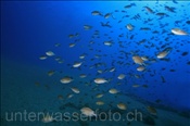 Ein Schwarm mit Atlantischen Mönchsfischen (Chromis limbata) im Freiwasser (Lanzarote, Kanarische Inseln, Atlantischer Ozean)