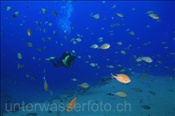 Taucherin mit Atlantischen Mönchsfischen (Chromis limbata) (Lanzarote, Kanarische Inseln, Atlantischer Ozean)