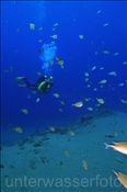 Taucherin mit Atlantischen Mönchsfischen (Chromis limbata) (Lanzarote, Kanarische Inseln, Atlantischer Ozean)