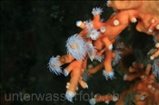 Die Baumkoralle (Dendrophyllia ramea) wächst meist unterhalb von 30 Meter Tiefe (Lanzarote, Kanarische Inseln, Atlantischer Ozean)