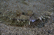 Der Weitaugenbutt (Bothus podas) liegt gut getarnt am Meeresboden (Lanzarote, Kanarische Inseln, Atlantischer Ozean)