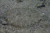 Der Weitaugenbutt (Bothus podas) liegt gut getarnt am Meeresboden (Lanzarote, Kanarische Inseln, Atlantischer Ozean)