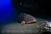 Ein Brauner Zackenbarsch liegt träge in einer Riffspalte (Lanzarote, Kanarische Inseln, Atlantischer Ozean) - Dusky grouper (Lanzarote, Canary Islands, Atlantic Ocean)