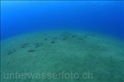 Meeräschen (Mugil cappurrii) suchen am Sandgrund nach Nahrung (Lanzarote, Kanarische Inseln, Atlantischer Ozean)
