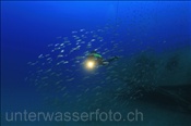 Ein Taucher nähert sich einem Sardinenschwarm (Lanzarote, Kanarische Inseln, Atlantischer Ozean)