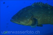 Ein Brauner Zackenbarsch lauert im Freiwasser auf Beute (Lanzarote, Kanarische Inseln, Atlantischer Ozean) - Dusky grouper (Lanzarote, Canary Islands, Atlantic Ocean)