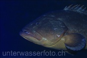 Brauner Zackenbarsch (Lanzarote, Kanarische Inseln, Atlantischer Ozean) - Dusky grouper (Lanzarote, Canary Islands, Atlantic Ocean)