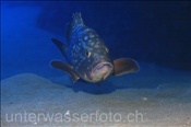 Ein Brauner Zackenbarsch schwimmt über Sandgrund (Lanzarote, Kanarische Inseln, Atlantischer Ozean) - Dusky grouper (Lanzarote, Canary Islands, Atlantic Ocean)