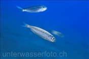 Eine Sardine sucht im Freiwasser nach Nahrung (Lanzarote, Kanarische Inseln, Atlantischer Ozean)