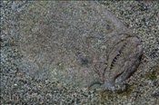 Zur Tarnung vergräbt sich der Himmelsgucker im Sand (Lanzarote, Kanarische Inseln, Atlantischer Ozean) - Atlantic stargazer (Lanzarote, Canary Islands, Atlantic Ocean)