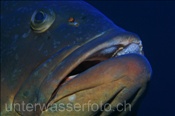Kopfbereich eines Braunen Zackenbarsches (Lanzarote, Kanarische Inseln, Atlantischer Ozean) - Dusky grouper (Lanzarote, Canary Islands, Atlantic Ocean)
