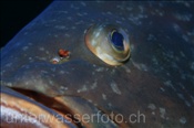 Das Auge eines Braunen Zackenbarsches (Lanzarote, Kanarische Inseln, Atlantischer Ozean) - Dusky grouper (Lanzarote, Canary Islands, Atlantic Ocean)