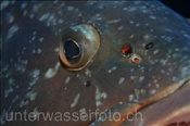 Das Auge eines Braunen Zackenbarsches (Lanzarote, Kanarische Inseln, Atlantischer Ozean) - Dusky grouper (Lanzarote, Canary Islands, Atlantic Ocean)