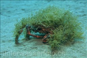 Die Europäische Spinnenkrabbe (Maja squinado) tarnt sich gerne mit Tangbüscheln (Lanzarote, Kanarische Inseln, Atlantischer Ozean) - European Spider Crab (Lanzarote, Canary Islands, Atlantic Ocean)