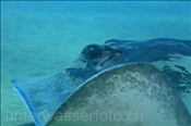 Ein grosser Stechrochen schwimmt über den sandigen Meeresboden (Lanzarote, Kanarische Inseln, Atlantischer Ozean) - Common stingray (Lanzarote, Canary Islands, Atlantic Ocean)