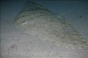 Der Geflügelte Falterrochen liegt träge auf dem sandigen Meeresboden (Lanzarote, Kanarische Inseln, Atlantischer Ozean) - Widewing butterfly ray (Lanzarote, Canary Islands, Atlantic Ocean)