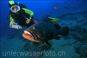 Taucherin beleuchtet einen Braunen Zackenbarsch mit Unterwasserlampe (Lanzarote, Kanarische Inseln, Atlantischer Ozean) - Dusky grouper (Lanzarote, Canary Islands, Atlantic Ocean)