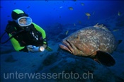Taucherin beleuchtet einen Braunen Zackenbarsch mit Unterwasserlampe (Lanzarote, Kanarische Inseln, Atlantischer Ozean) - Dusky grouper (Lanzarote, Canary Islands, Atlantic Ocean)