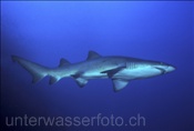 Der Gewöhnliche Sandhai (Carcharias taurus) hat ein furchterregendes Gebiss (Australien, Pazifischer Ozean) - Sandtiger Shark (Australia, Pacific Ocean)