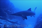Ein Gewöhnlicher Sandhai (Carcharias taurus) an einem vorgelagerten Felsenriff (Australien, Pazifischer Ozean) - Sandtiger Shark (Australia, Pacific Ocean)