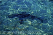 Natur, Tiere: Der Stier- oder Bullenhai (Carcharhinus leucas) sucht auch im Flachwasser nach Beute (Bahamas)