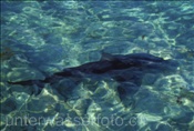 Natur, Tiere: Der Stier- oder Bullenhai (Carcharhinus leucas) sucht auch im Flachwasser nach Beute (Bahamas)