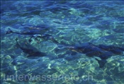 Ausgewachsener Stier- oder Bullenhai (Carcharhinus leucas) mit drei Jungtieren (Bahamas)
