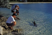 Haiforscher beobachten jungen Stier- oder Bullenhai (Carcharhinus leucas) bei Futtersuche im Flachwasser (Bahamas)