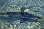 Junger Stier- oder Bullenhai (Carcharhinus leucas) sucht  im Flachwasser nach Beute (Bahamas)