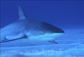 Natur, Tiere: Karibischer Riffhai (Carcharhinus perezi) auf Nahrungssuche über Sandgrund (Bahamas)