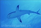 Der Karibische Riffhai (Carcharhinus perezi) ist die häufigste Haiart der Bahamas