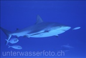 Der Karibische Riffhai (Carcharhinus perezi) wird manchmal von Stachelmakrelen begleitet (Bahamas)
