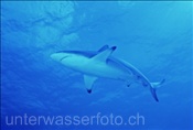 Schwarzspitzenhai (Carcharhinus limbatus) auf Nahrungssuche (Bahamas)