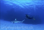 Taucherin beobachtet Schwarzspitzenhai (Carcharhinus limbatus) auf den Bahamas