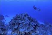 Taucherin erkundet abgestorbenes Korallenriff auf Rarotonga (Cook Inseln, Pazifik)