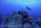Taucherin erkundet abgestrobenes Korallenriff auf Rarotonga (Cook Inseln, Pazifik)