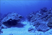 Die Riffe um Rarotonga sind durch die Korallenbleiche geschädigt (Cook Inseln, Pazifik)
