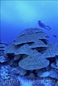 Taucherin erkundet intakte Hartkoralle im Riff von Rarotonga (Cook Inseln, Pazifik)