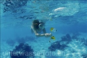 Schnorchlerin füttert Falterfische in der Lagune von Rarotonga (Cook Inseln, Pazifik)