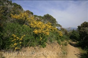Farbenprächtige Büsche auf der Halbinsel Enfola (Italien, Elba) - Flowers on the peninsula Enfola (Italy, Elba)