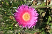 Farbenprächtige Blume (Italien, Elba) - Beautyful flower (Italy, Elba)
