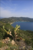 Blick von der Halbinsel Enfola nach Viticcio (Italien, Elba) - Northcoast (Italy, Elba)
