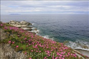 Blumenteppich in der Bucht von S. Andrea. Im Hintergrund ist die Insel Capraia sichtbar (Italien, Elba) - Bay of S.Andrea (Italy, Elba)
