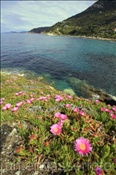 Blumen in der Bucht von S. Andrea (Italien, Elba) - Bay of S.Andrea (Italy, Elba)
