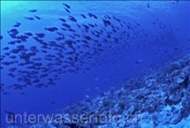 Die Gewässer um Fakarava sind noch sehr Fischreich (Französisch Polynesien). 15/05/2004