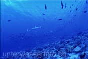 Die Gewässer um Fakarava sind noch sehr Fischreich (Französisch Polynesien)