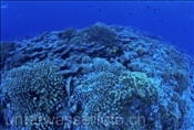 Steinkorallenbewuchs im Korallenriff auf Fakarava (Französisch Polynesien)