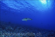 Ein Napoleon-Lippfisch durchswimmt das Korallenriff auf Fakarava (Französisch Polynesien)