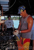 Einheimischer Arbeiter öffnet Perlaustern in einer Perlenfarm auf Fakarava (Französisch Polynesien)